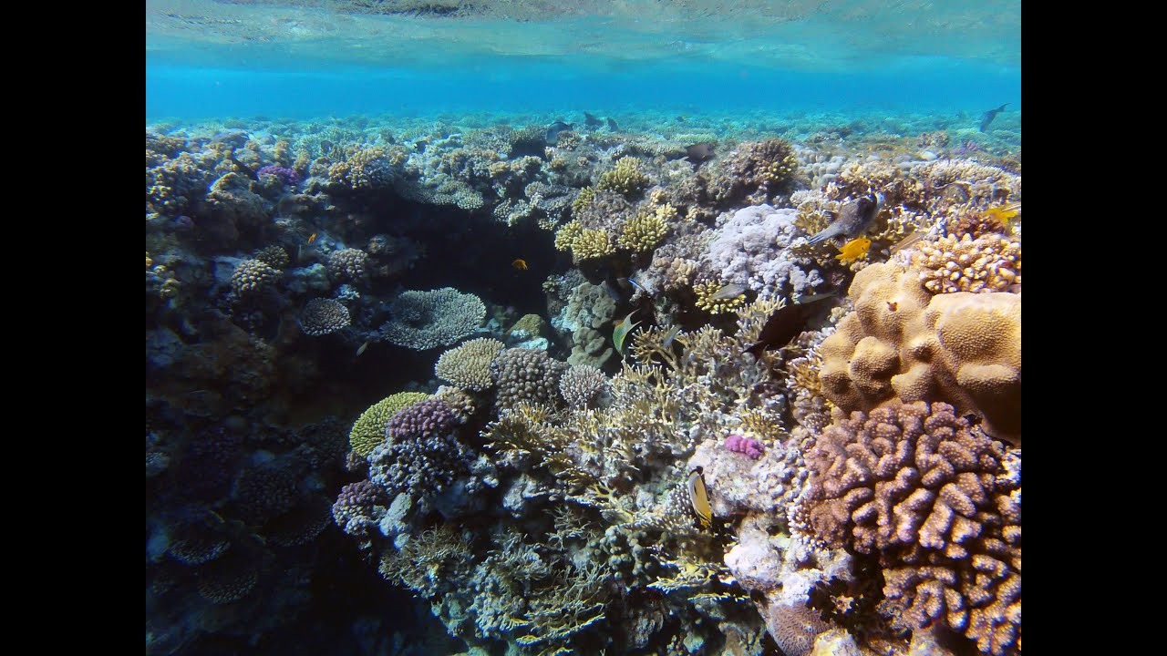 Wycieczka nurkowa i snorkelingowa w Ras Mohamed z Sharm